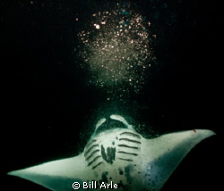 Manta and diver's bubbles.  Night dive.  Big Island, Hawaii. by Bill Arle 